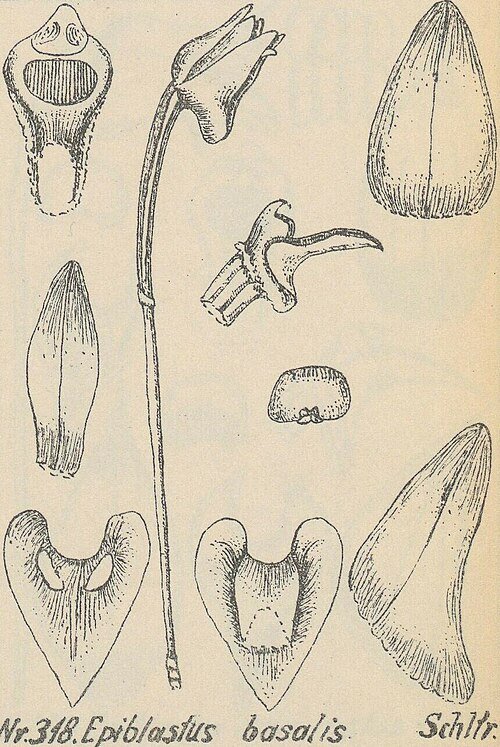 Epiblastus orchidee met kleigrond kenmerkende basale bladeren en bloemtak.