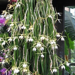 Epidendrum falcatum orchidee met heldergele bloemen en groene bladeren.