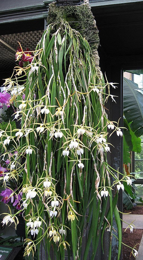 Epidendrum falcatum orchidee met heldergele bloemen en groene bladeren.