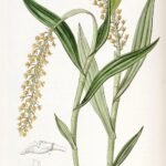 Epidendrum armeniacum orchidee met paarse en gele bloemen.