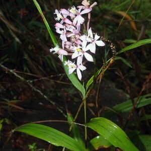 Close-up van Epidendrum blepharistes orchidee met heldergroene bladeren en felgele bloemen.