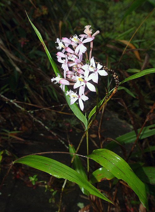 Close-up van Epidendrum blepharistes orchidee met heldergroene bladeren en felgele bloemen.