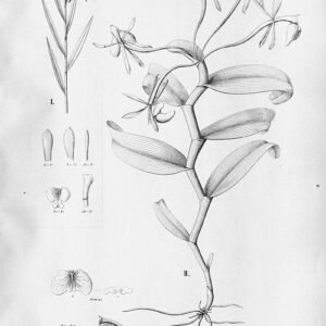 Epidendrum latilabre orchidee in bloei met paarse en gele bloemen op een groene steel.