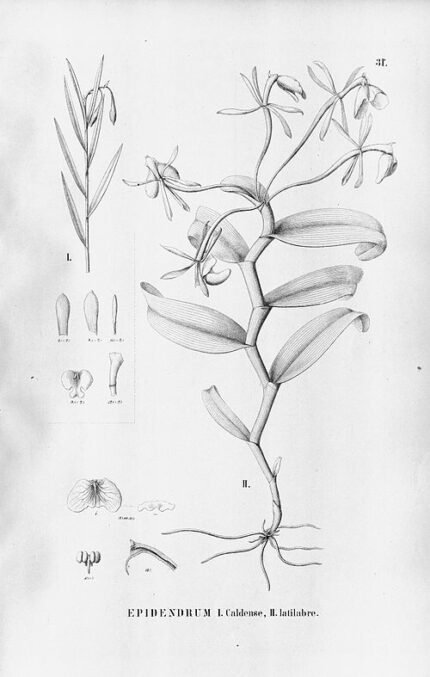 Epidendrum latilabre orchidee in bloei met paarse en gele bloemen op een groene steel.