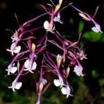 Roze Epidendrum capricornu orchidee bloem in volle bloei.