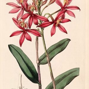 Helderrode Epidendrum cinnabarinum orchidee bloem met sierlijke vormen.