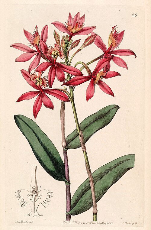 Helderrode Epidendrum cinnabarinum orchidee bloem met sierlijke vormen.