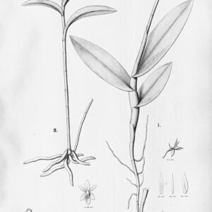 Epidendrum compressum orchidee met gele bloemen en groene stelen.