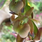 Epidendrum coriifolium orchidee met levendige rode en gele bloemblaadjes op een groene steel.