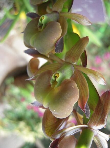 Epidendrum coriifolium orchidee met levendige rode en gele bloemblaadjes op een groene steel.