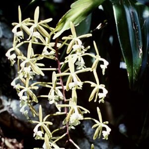Bloeiende Epidendrum subg. Spathium orchidee met witte en gele bloemblaadjes.