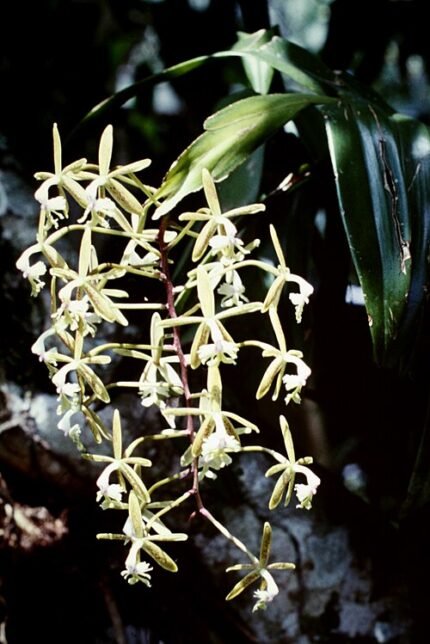 Bloeiende Epidendrum subg. Spathium orchidee met witte en gele bloemblaadjes.