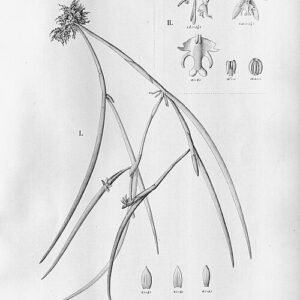 Epidendrum cristatum orchidee met witte bloemen en groene bladeren.