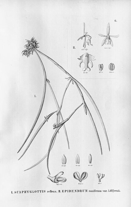 Epidendrum cristatum orchidee met witte bloemen en groene bladeren.