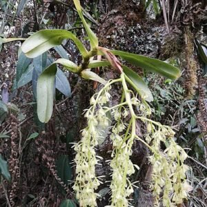 Bright yellow Epidendrum excisum orchid with green leaves on neutral background.