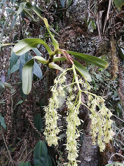 Bright yellow Epidendrum excisum orchid with green leaves on neutral background.