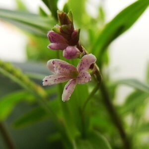 Purple Epidendrum fimbriatum orchid with delicate petals and green leaves.