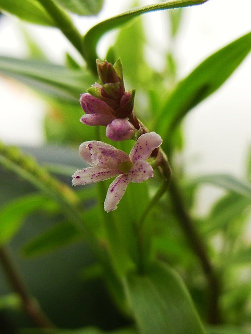 Purple Epidendrum fimbriatum orchid with delicate petals and green leaves.