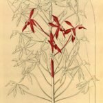 Epidendrum friderici-guilielmi orchideebloem op historische illustratie uit 1858.