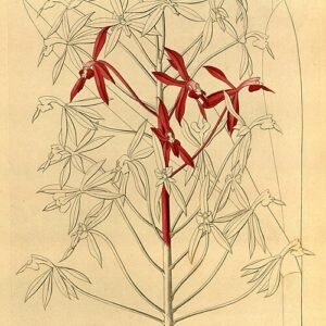 Epidendrum friderici-guilielmi orchideebloem op historische illustratie uit 1858.