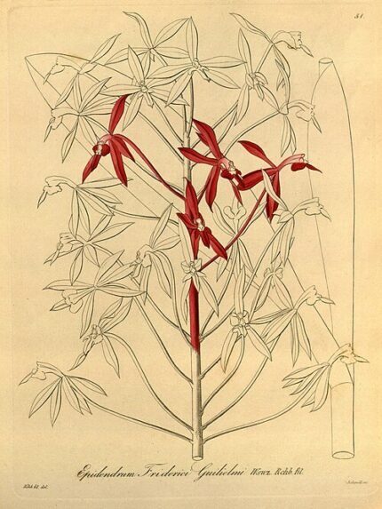 Epidendrum friderici-guilielmi orchideebloem op historische illustratie uit 1858.