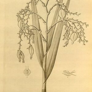 Bloeiende Epidendrum frutex orchidee met witte bloemen en groene bladeren.