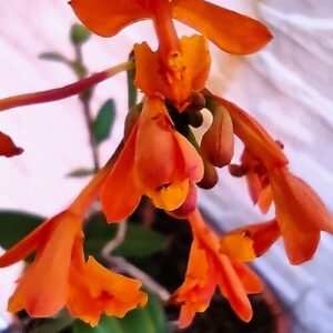 Bloeiende Epidendrum fulgens orchidee in heldere Braziliaanse kleuren.