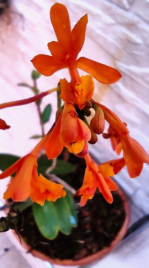 Bloeiende Epidendrum fulgens orchidee in heldere Braziliaanse kleuren.