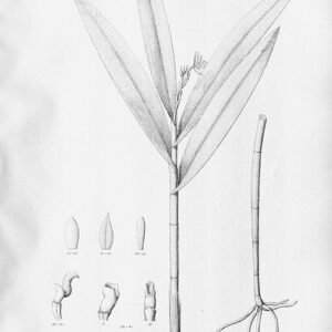 Close-up van witte Epidendrum hololeucum orchidee bloem met groene bladeren.