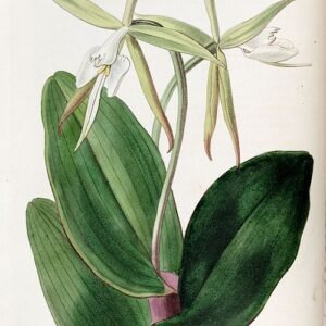 Epidendrum subg. Epidendrum orchidee met paarse bloemen en groene bladeren.