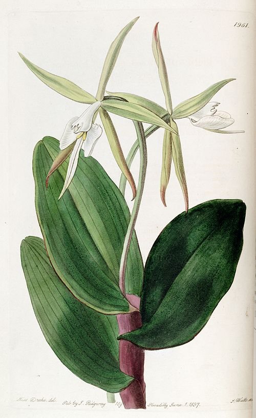 Epidendrum subg. Epidendrum orchidee met paarse bloemen en groene bladeren.