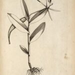 Epidendrum nocturnum orchideeën in volle bloei met helderpaarse bloemblaadjes en groene bladeren.