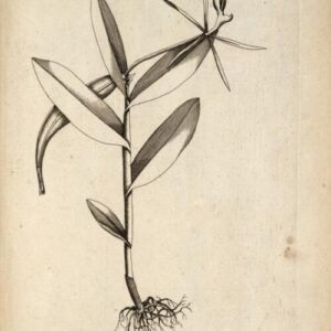 Epidendrum nocturnum orchideeën in volle bloei met helderpaarse bloemblaadjes en groene bladeren.