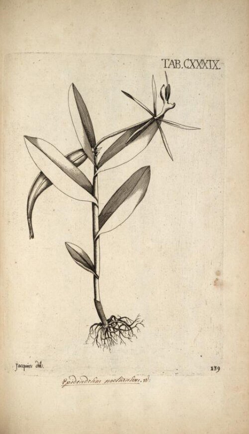 Epidendrum nocturnum orchideeën in volle bloei met helderpaarse bloemblaadjes en groene bladeren.