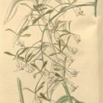 Epidendrum paniculatum orchidee in bloei met levendige paarse en gele bloemen op een groene steel.