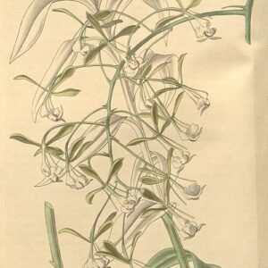 Epidendrum paniculatum orchidee in bloei met levendige paarse en gele bloemen op een groene steel.