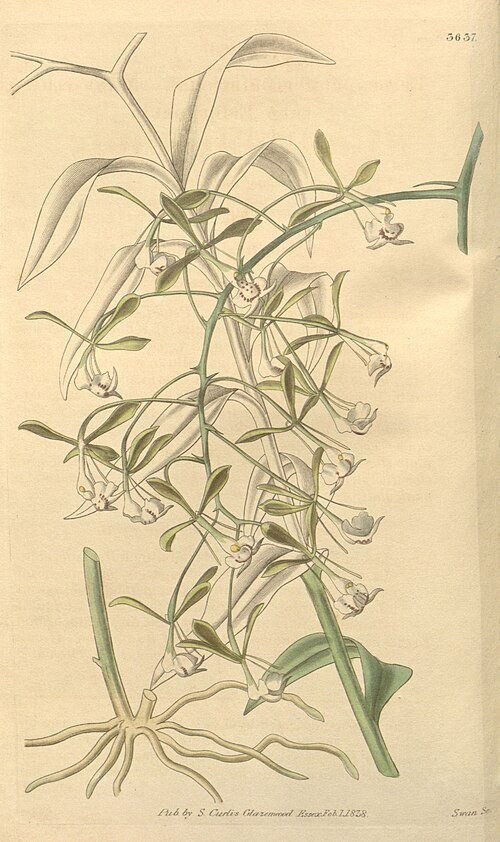 Epidendrum paniculatum orchidee in bloei met levendige paarse en gele bloemen op een groene steel.