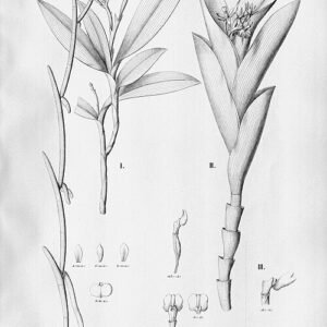 Gele en oranje Epidendrum parahybunense orchideebloem op groene steel.