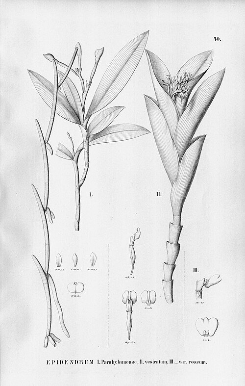 Gele en oranje Epidendrum parahybunense orchideebloem op groene steel.
