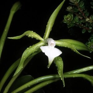 Epidendrum philocremnum orchidee bloemen in paarse en gele tinten.