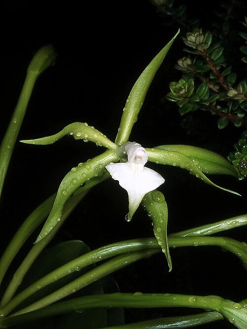 Epidendrum philocremnum orchidee bloemen in paarse en gele tinten.