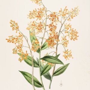 Epidendrum polyanthum orchidee bloemen op botanische illustratie uit 1842.