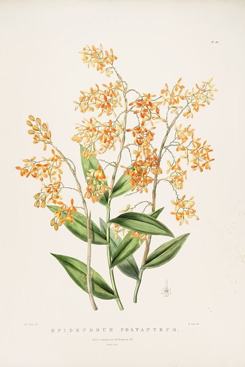 Epidendrum polyanthum orchidee bloemen op botanische illustratie uit 1842.