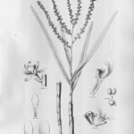 Epidendrum tridactylum orchidee met gele bloemen en groene bladeren.