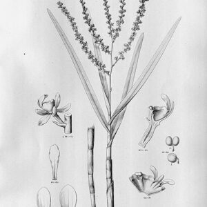 Epidendrum tridactylum orchidee met gele bloemen en groene bladeren.