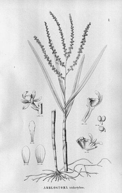 Epidendrum tridactylum orchidee met gele bloemen en groene bladeren.