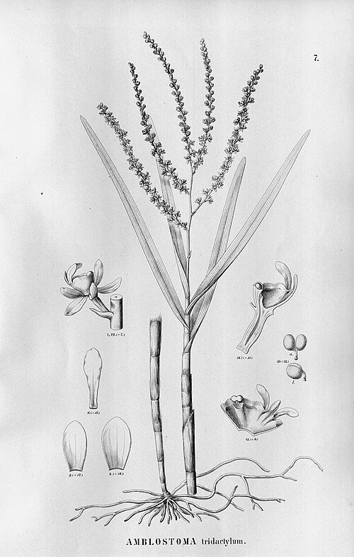 Epidendrum tridactylum orchidee met gele bloemen en groene bladeren.