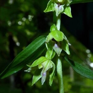 Bloeiende kleine wespenorchis op kalkrijke grond, winterhard, in schaduwrijke standplaats.