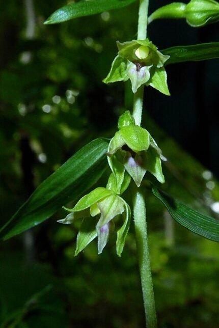 Bloeiende kleine wespenorchis op kalkrijke grond, winterhard, in schaduwrijke standplaats.