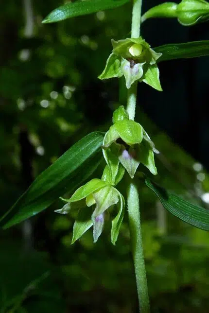 Bloeiende kleine wespenorchis op kalkrijke grond, winterhard, in schaduwrijke standplaats.